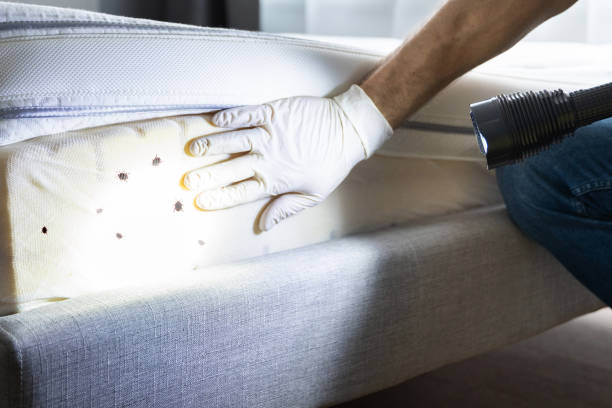 Reliable Elmwood Park, NJ Pest Control Solutions