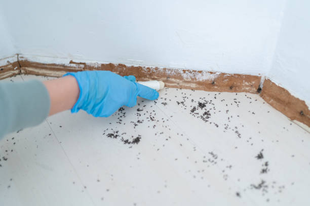 Best Best Pest Control Companies  in Elmwood Park, NJ